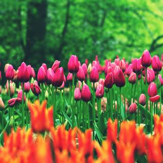 Field of spring flowers 4k wallpaper