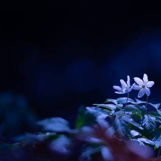 Dark blue spring wallpaper