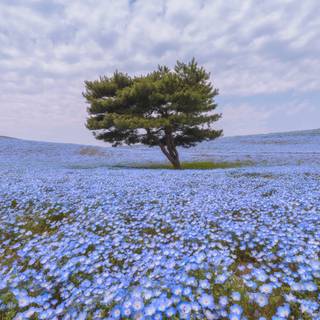 Field of spring flowers 4k wallpaper