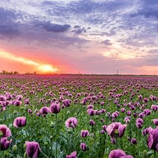 Field of spring flowers 4k wallpaper