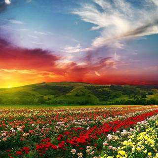 Field of spring flowers 4k wallpaper