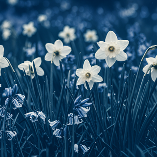 Field of spring flowers 4k wallpaper