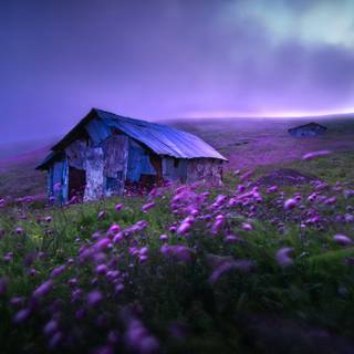 Field of spring flowers 4k wallpaper