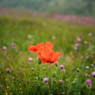 Field of spring flowers 4k wallpaper