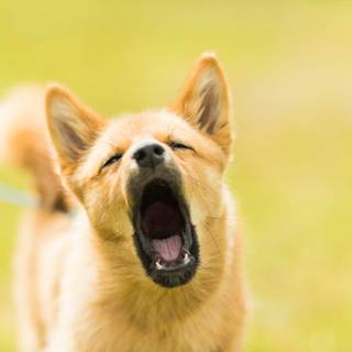 Dog barking wallpaper