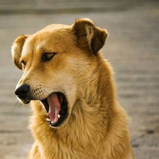 Dog barking wallpaper