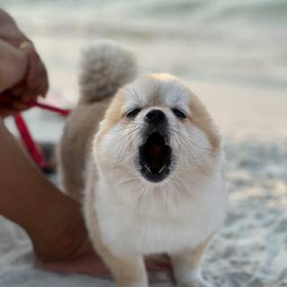 Dog barking wallpaper