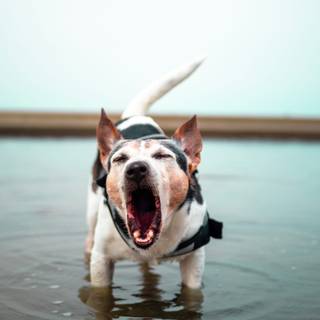Dog barking wallpaper