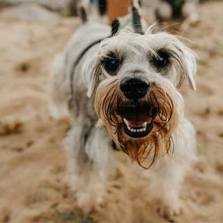 Dog barking wallpaper