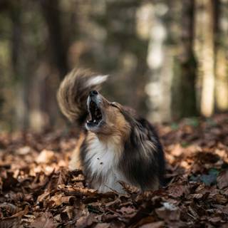 Dog barking wallpaper