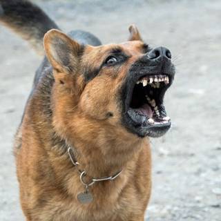 Dog barking wallpaper