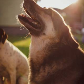 Dog barking wallpaper
