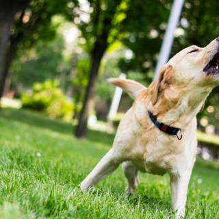 Dog barking wallpaper