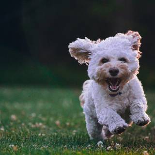 Dog barking wallpaper