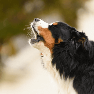 Dog barking wallpaper