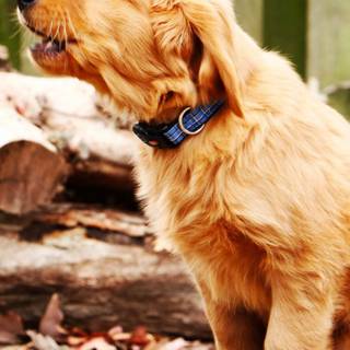 Dog barking wallpaper