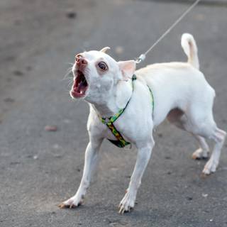 Dog barking wallpaper
