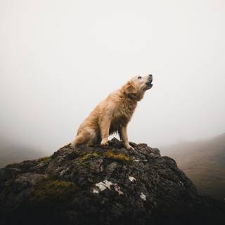 Dog barking wallpaper