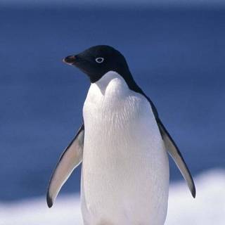 Penguin mobile wallpaper
