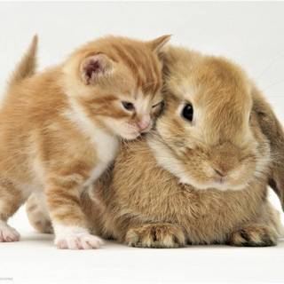 Bunny and cat wallpaper