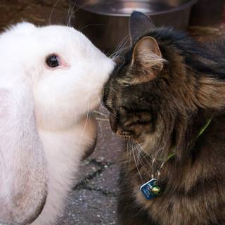 Bunny and cat wallpaper
