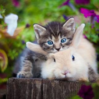 Bunny and cat wallpaper