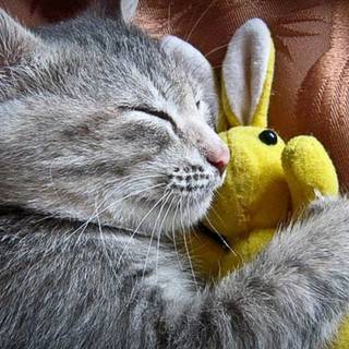 Bunny and cat wallpaper