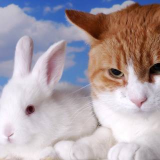Bunny and cat wallpaper