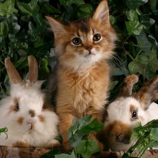 Bunny and cat wallpaper