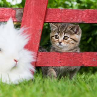 Bunny and cat wallpaper