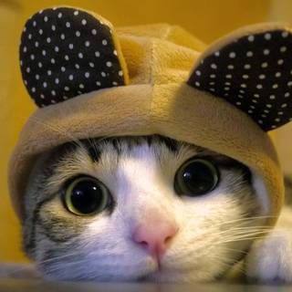 Bunny and cat wallpaper