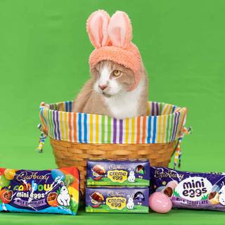 Bunny and cat wallpaper