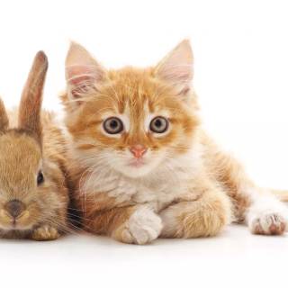 Bunny and cat wallpaper