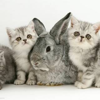 Bunny and cat wallpaper
