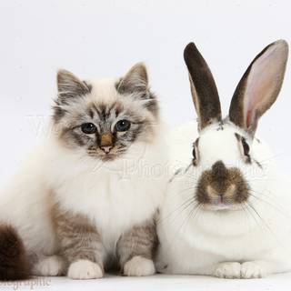 Bunny and cat wallpaper
