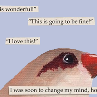 Bird meme wallpaper