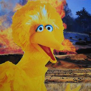Bird meme wallpaper