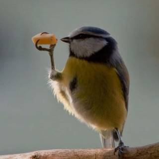 Bird meme wallpaper