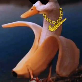 Bird meme wallpaper