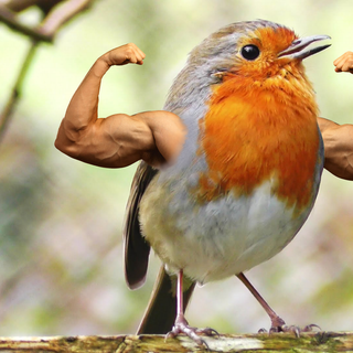 Bird meme wallpaper