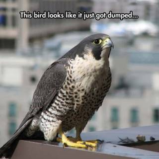 Bird meme wallpaper