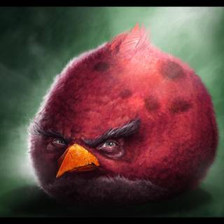 Bird meme wallpaper