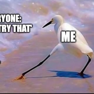 Bird meme wallpaper