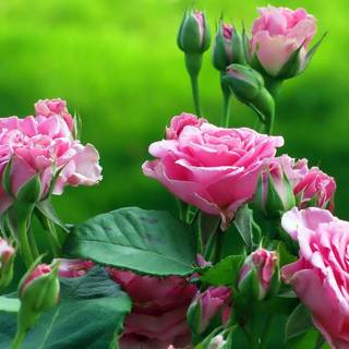 Green and pink flowers wallpaper