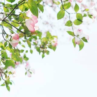 Green and pink flowers wallpaper