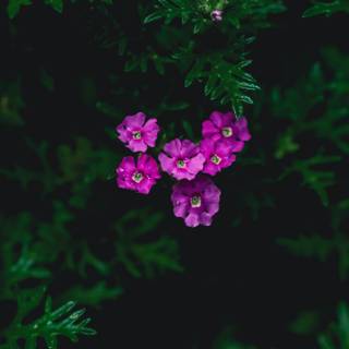 Green and pink flowers wallpaper