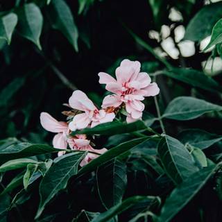 Green and pink flowers wallpaper