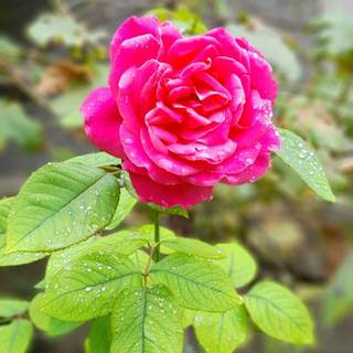 Green and pink flowers wallpaper