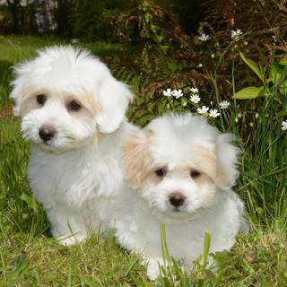 Coton De Tulear wallpaper