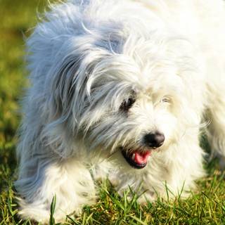 Coton De Tulear wallpaper